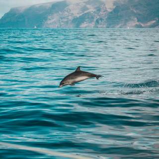 iPhone dolphin wallpaper