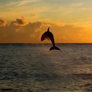 iPhone dolphin wallpaper