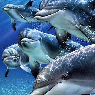 iPhone dolphin wallpaper