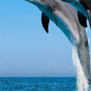 iPhone dolphin wallpaper