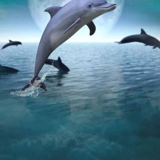 iPhone dolphin wallpaper