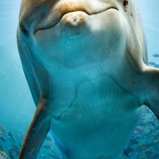 iPhone dolphin wallpaper