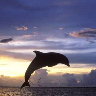iPhone dolphin wallpaper