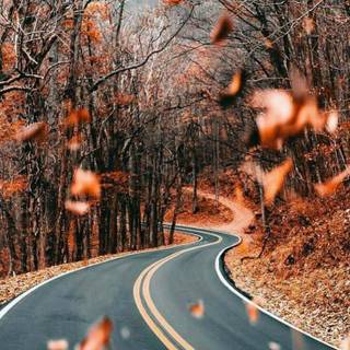 Fall iPhone 6 wallpaper