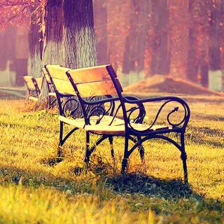 Fall iPhone 6 wallpaper