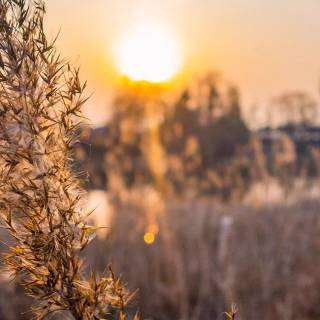 Fall iPhone 6 wallpaper