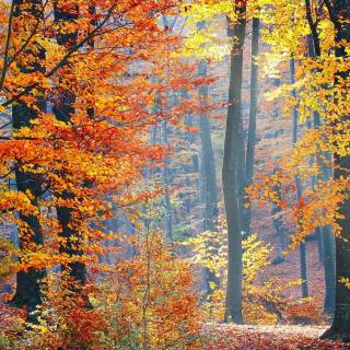 Fall iPhone 6 wallpaper