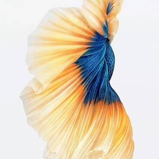 Fall iPhone 6 wallpaper