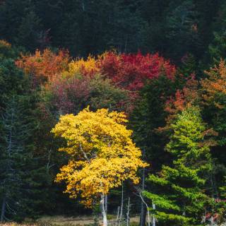 Fall iPhone 6 wallpaper