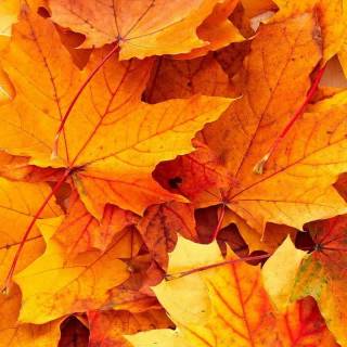 Fall iPhone 6 wallpaper