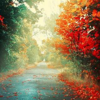 Fall iPhone 6 wallpaper