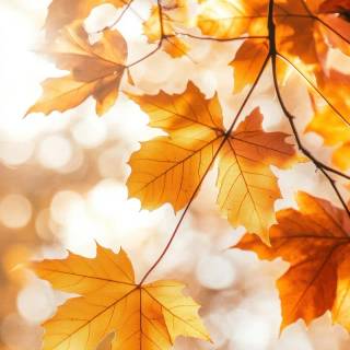 Fall iPhone 6 wallpaper