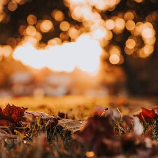 Fall iPhone 6 wallpaper