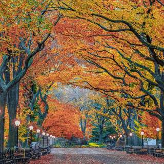 Fall iPhone 6 wallpaper