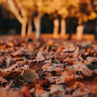 Fall iPhone 6 wallpaper