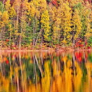 Fall iPhone 6 wallpaper