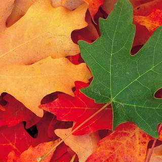 Fall iPhone 6 wallpaper