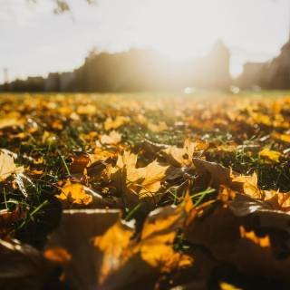 Fall iPhone 6 wallpaper