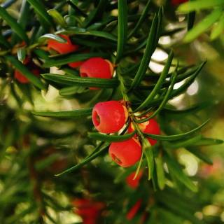 Taxus baccata wallpaper