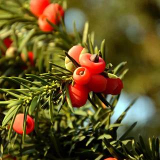 Taxus baccata wallpaper