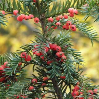 Taxus baccata wallpaper