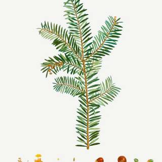 Taxus baccata wallpaper