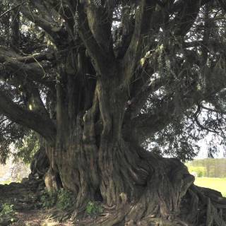 Taxus baccata wallpaper