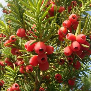 Taxus baccata wallpaper