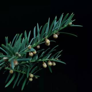 Taxus baccata wallpaper