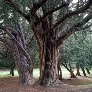 Taxus baccata wallpaper