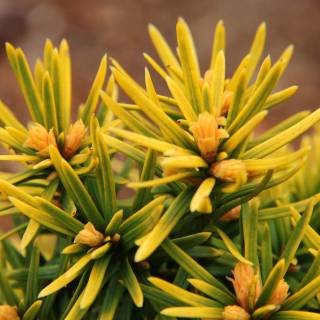 Taxus baccata wallpaper