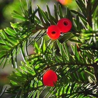 Taxus baccata wallpaper