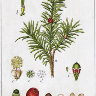 Taxus baccata wallpaper