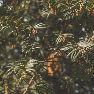 Taxus baccata wallpaper