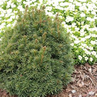 Taxus baccata wallpaper