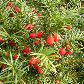 Taxus baccata wallpaper