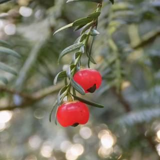Taxus baccata wallpaper