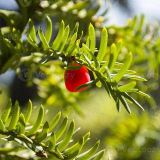 Taxus baccata wallpaper