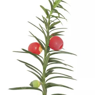 Taxus baccata wallpaper