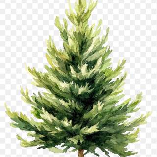 Taxus baccata wallpaper
