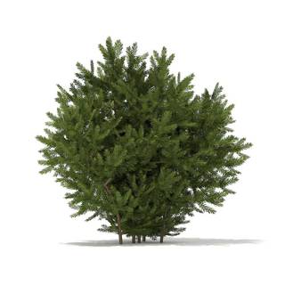Taxus baccata wallpaper