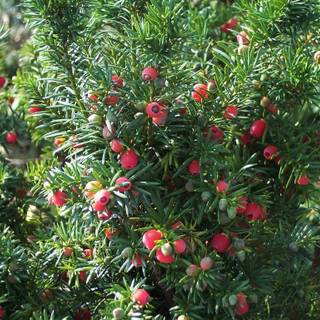 Taxus baccata wallpaper