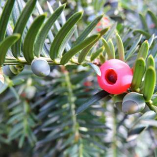 Taxus baccata wallpaper
