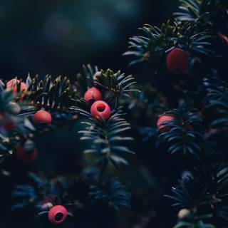 Taxus baccata wallpaper