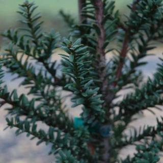 Taxus baccata wallpaper