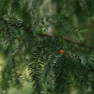 Taxus baccata wallpaper