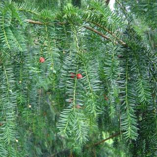 Taxus baccata wallpaper