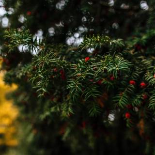 Taxus baccata wallpaper