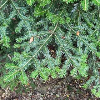 Taxus baccata wallpaper