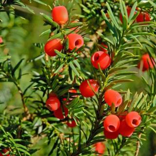 Taxus baccata wallpaper